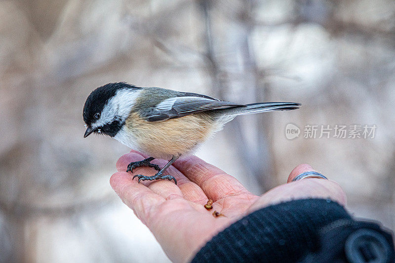 黑头(Poecile atricapillus)，人手上的黑帽山雀;